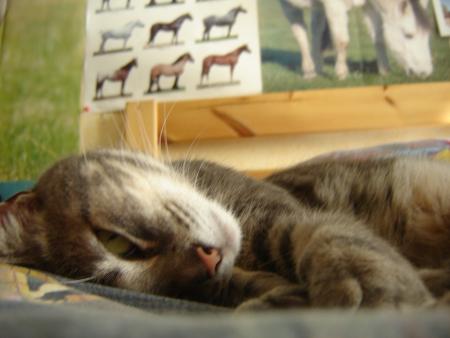 noisette